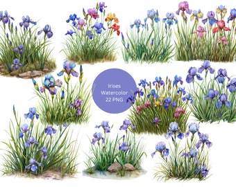 Watercolor Iris Clipart, Floral Clipart, PNG individual images on transparent background, sublimation, commercial use