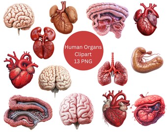May include: A set of 13 human organ illustrations, including the brain, heart, lungs, kidneys, stomach, and intestines. The organs are depicted in a realistic style with detailed anatomical features. The illustrations are perfect for educational purposes or for use in medical publications.
