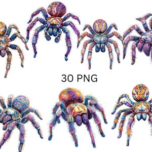 May include: A set of seven colorful, detailed illustrations of tarantulas. Each spider is depicted with a unique pattern of purple, blue, green, yellow, and orange colors. The spiders are drawn in a realistic style with intricate details on their legs and bodies. The text "30 PNG" is written below the spiders.