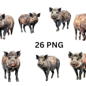 Ensemble de 26 images PNG réalistes de sangliers en haute résolution, images individuelles PNG sur fond transparent, sublimation