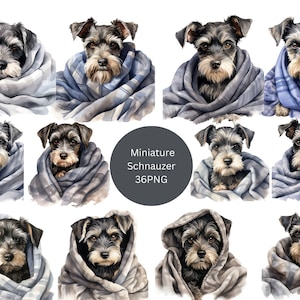 36 Miniature Schnauzers Watercolor Clipart, Dogs Clipart, PNG individual images on transparent background, sublimation