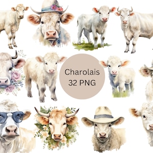 Watercolor Charolais Cattle Clipart, PNG digital files on a transparent background, scrapbook, sublimation, commercial use