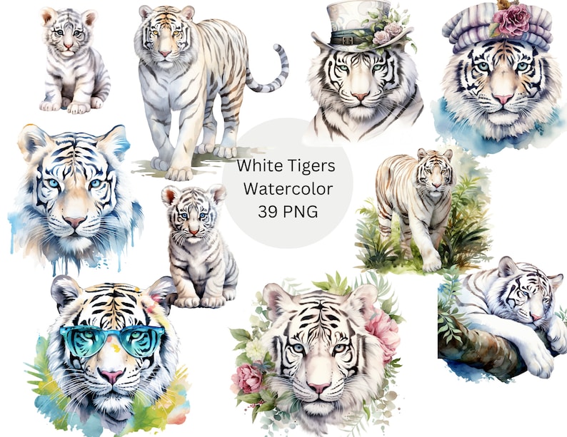 May include: A set of 39 watercolor illustrations of white tigers in various poses. The tigers are depicted in a realistic style with intricate details. Some tigers are wearing hats or sunglasses. The illustrations are perfect for adding a touch of whimsy and elegance to any project.