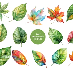 Clipart foglia acquerello, Clipart foglie, singole immagini PNG su sfondo trasparente, sublimazione, uso commerciale