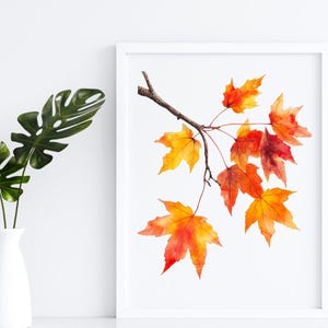 K&ouml;nnte beinhalten: Aquarellmalerei eines Zweigs mit orangefarbenen, roten und gelben Ahornbl&auml;ttern. Die Bl&auml;tter sind realistisch gemalt und haben eine zarte, flie&szlig;ende Qualit&auml;t. Das Gem&auml;lde ist vor einem wei&szlig;en Hintergrund platziert.