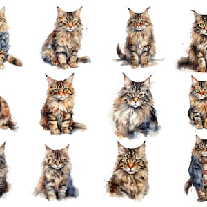 Aquarela Maine Coon Cats Clipart, imagens digitais PNG, download instantâneo, 12x12, uso comercial, fundo transparente