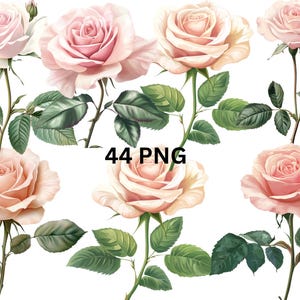 Blush Pink Rose Clipart – 44 PNG, Realistic Floral Illustrations, Romantic Wedding Flower Graphics, Digital Download, Transparent Background