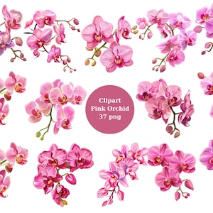 Pink Orchid Clipart, individuele PNG-afbeeldingen op transparante achtergrond, sublimatie, commercieel gebruik