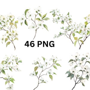 Weiß blühende Zweige Clipart | 46 PNG Einzelbilder auf transparentem Hintergrund, Sublimation