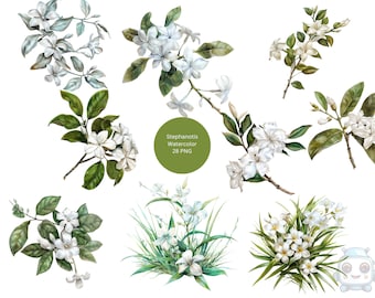 Watercolor Stephanotis Clipart, floral PNG individual images on transparent background, sublimation, commercial use