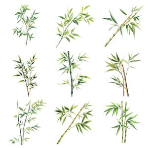 May include: Watercolour illustration of nine different bamboo branches with green leaves. The branches are in various positions and sizes, and some have brown bamboo stalks.