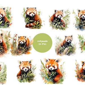 24 cliparts aquarelle de pandas roux, clipart Animal, images individuelles PNG sur fond transparent, sublimation, usage commercial