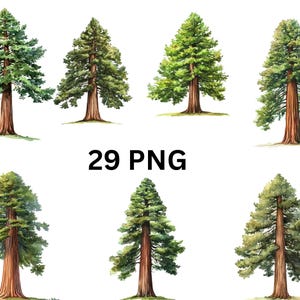 Redwood Trees Clipart  29 PNG Digital Watercolor Tree Illustrations, PNG individual images on transparent background, sublimation