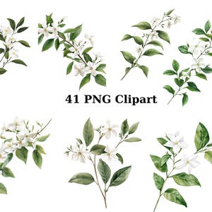 41 clipart aquarelle branche de jasmin, clipart floral, images individuelles PNG sur fond transparent, sublimation