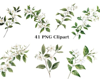 Puede incluir: Un conjunto de 41 ilustraciones digitales de flores de jazmín blancas y hojas verdes. Las ilustraciones están en estilo acuarela y son perfectas para crear diseños florales.