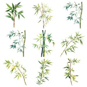 May include: Nine watercolour illustrations of bamboo plants with green leaves and brown stems. The bamboo plants are isolated on a white background.