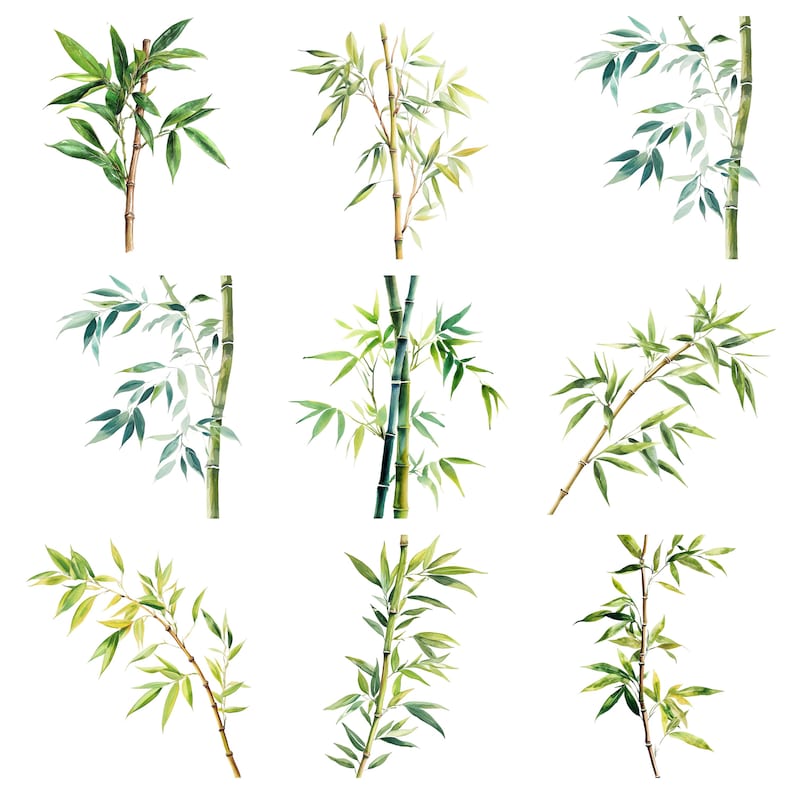 May include: Nine watercolour illustrations of bamboo plants with green leaves and brown stems. The bamboo plants are isolated on a white background.