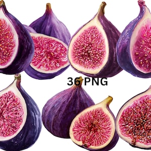36 PNG Figs Clipart, Fig Fruit PNG, Fresh Purple Figs, Summer Harvest Graphics, Transparent Background,Commercial Use, Instant Download