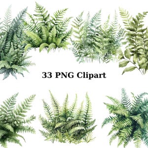33 fougères forestières aquarelle Clipart, clipart Nature, images individuelles PNG sur fond transparent, sublimation