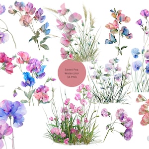 Aquarell Sweet Pea Clipart, Floral PNG Einzelbilder auf transparentem Hintergrund, Sublimation, kommerzielle Nutzung