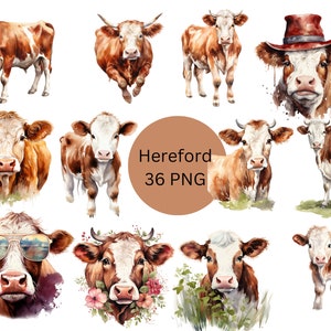 Clipart de gado Hereford aquarela, arquivos digitais PNG em um fundo transparente, álbum de recortes, sublimação, uso comercial