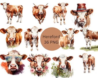 Watercolor Hereford Cattle Clipart, PNG digital files on a transparent background, scrapbook, sublimation, commercial use
