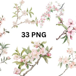 Rama de flor de cerezo Clipart - 33 ramas de sakura con acuarela digital PNG, imágenes individuales PNG sobre fondo transparente, sublimación