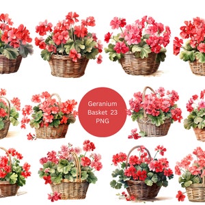 23 Geranium Baskets Watercolor Clipart, Floral Clipart, PNG individual images on transparent background, sublimation
