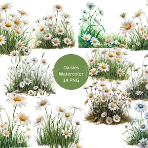 Clipart margherite dell'acquerello, clipart floreale, singole immagini PNG su sfondo trasparente, sublimazione, uso commerciale