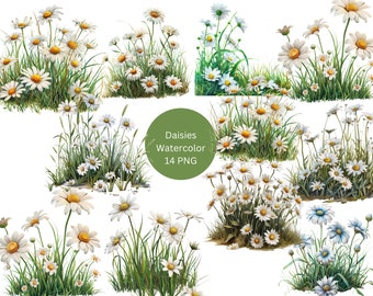 Watercolor Daisies Clipart, Floral Clipart, PNG individual images on transparent background, sublimation, commercial use