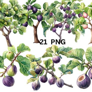 May include: Watercolour illustration of fig trees with green leaves and ripe purple figs. The illustration includes 21 PNG images.