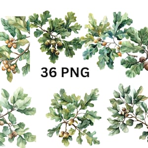オークの枝とどんぐりのクリップアート | 透明な背景の 36 個の PNG、PNG 個別画像、昇華