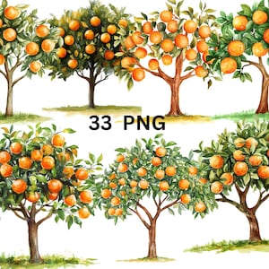 May include: A digital illustration of six orange trees with green leaves and ripe orange fruit. The trees are isolated on a white background. 33 PNG.
