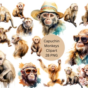 Watercolor Capuchin Monkeys Clipart, PNG digital files on a transparent background, cute monkeys, scrapbook, sublimation