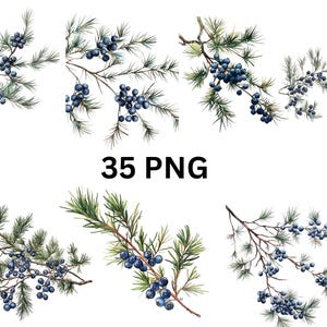 Wacholderbeere Zweig Clipart 35 PNG Digital Aquarell Blaue Beeren PNG einzelne Bilder auf transparentem Hintergrund, Sublimation