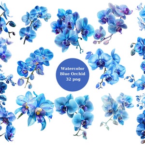 Acuarela Blue Orchid Clipart, imágenes individuales PNG sobre fondo transparente, sublimación, uso comercial