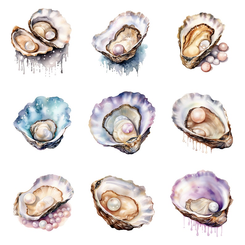 Watercolor Pearl Oysters Clipart, PNG Digital Files on Transparent ...