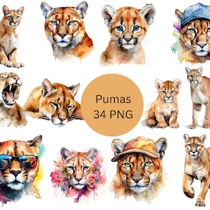 Clipart akwarelowy Pumas, pliki cyfrowe PNG na przezroczystym tle, sublimacja, wykorzystanie komercyjne