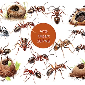 Ants Clipart, PNG digital files on a transparent background, sublimation, commercial use