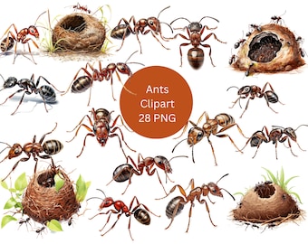 Ants Clipart, PNG digital files on a transparent background, sublimation, commercial use