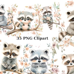 35 Pastel Raccoons Watercolor Clipart, Animal Clipart, PNG individual images on transparent background, sublimation