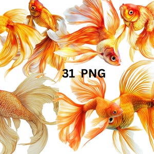 Puede incluir: Cinco peces dorados con aletas naranja y blancas nadan sobre un fondo blanco. Los peces dorados están en varias posiciones, algunos miran a la cámara y otros miran hacia atrás. El texto "31 PNG" está en el centro de la imagen.