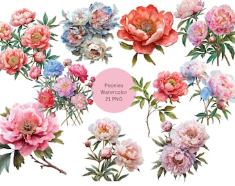 Watercolor Peony Clipart, Floral Clipart, PNG individual images on transparent background, sublimation, commercial use