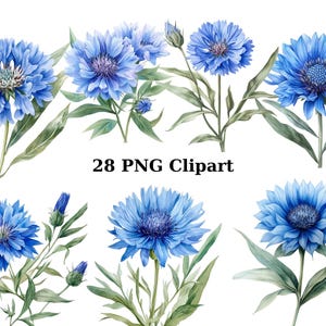 28 korenbloemen aquarel clipart, bloemen clipart, individuele png-afbeeldingen op transparante achtergrond, sublimatie