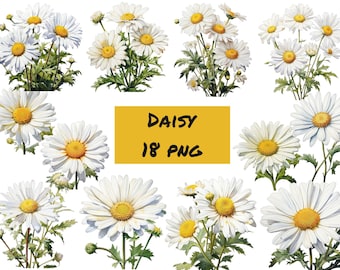 Daisy Clipart, PNG digital images, transparent background, high quality, clipart, 12x12, commercial use, instant download