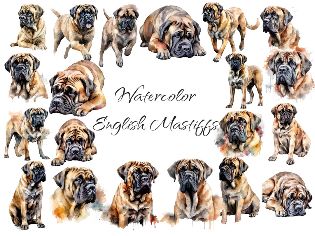 Watercolor English Mastiffs Digital Files on a Transparent Etsy