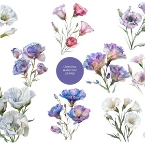 Aquarell Lisianthus Clipart, Floral PNG Einzelbilder auf transparentem Hintergrund, Sublimation, kommerzielle Nutzung