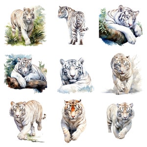 May include: Nine watercolor paintings of white tigers in various poses. Some tigers are lying down, some are standing, and some are running. The tigers are all painted in a realistic style with detailed fur and markings.