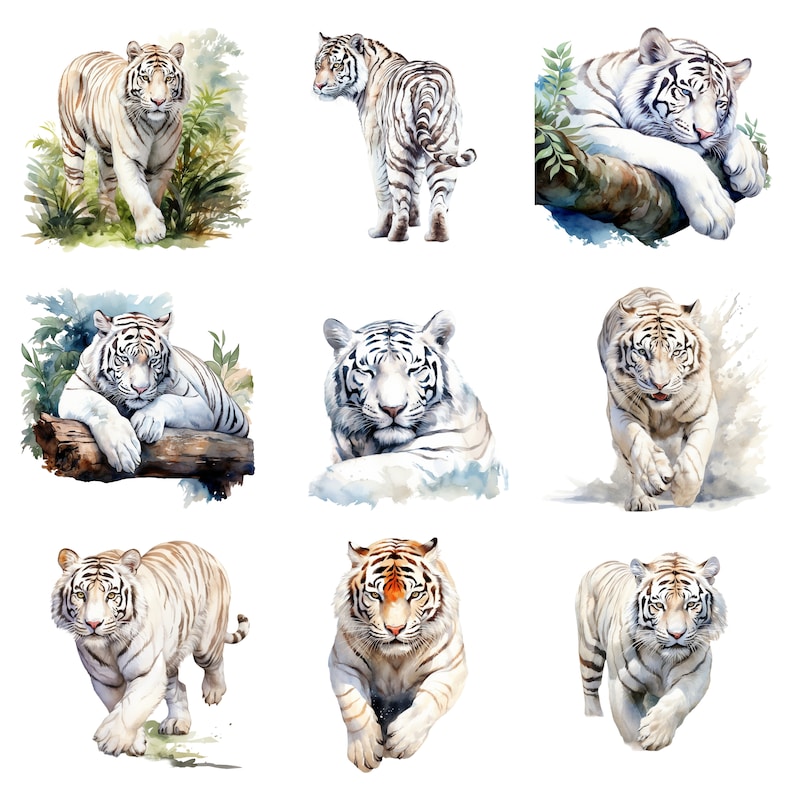 May include: Nine watercolor paintings of white tigers in various poses. Some tigers are lying down, some are standing, and some are running. The tigers are all painted in a realistic style with detailed fur and markings.