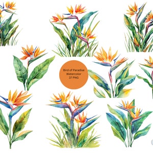 Aquarell Paradiesvogel Clipart, Floral PNG Einzelbilder auf transparentem Hintergrund, Sublimation, kommerzielle Nutzung